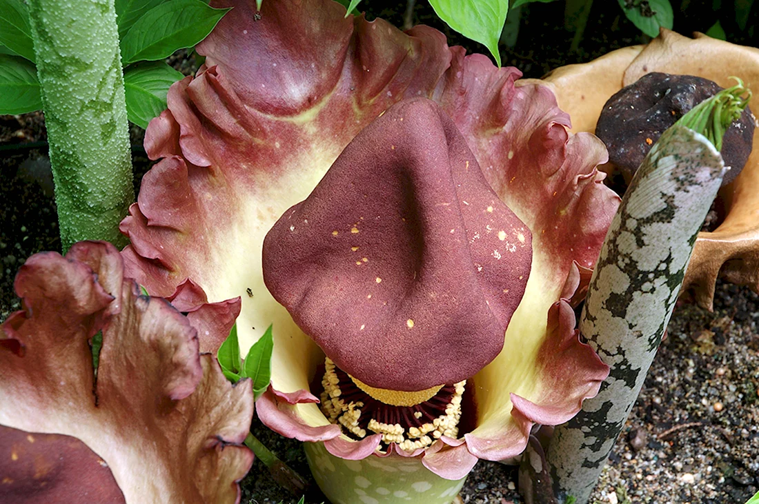Voodoo Lily