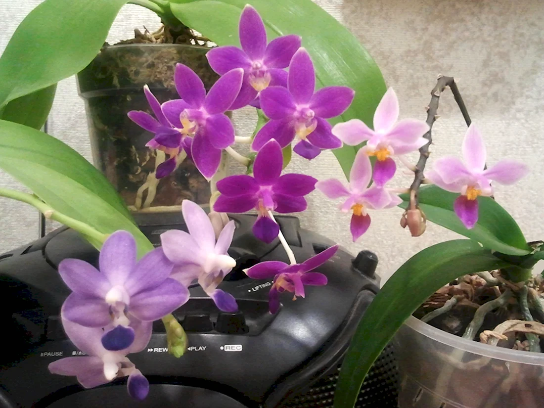 Yc27 Phal.equestris Alba