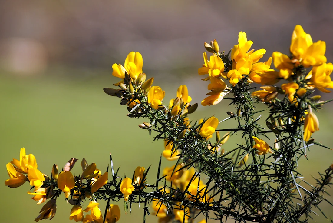 Yellow Hawthorn