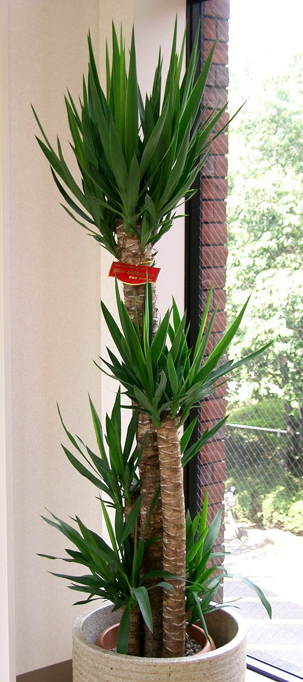 Yucca ELEPHANTIPES Юкка слоновая