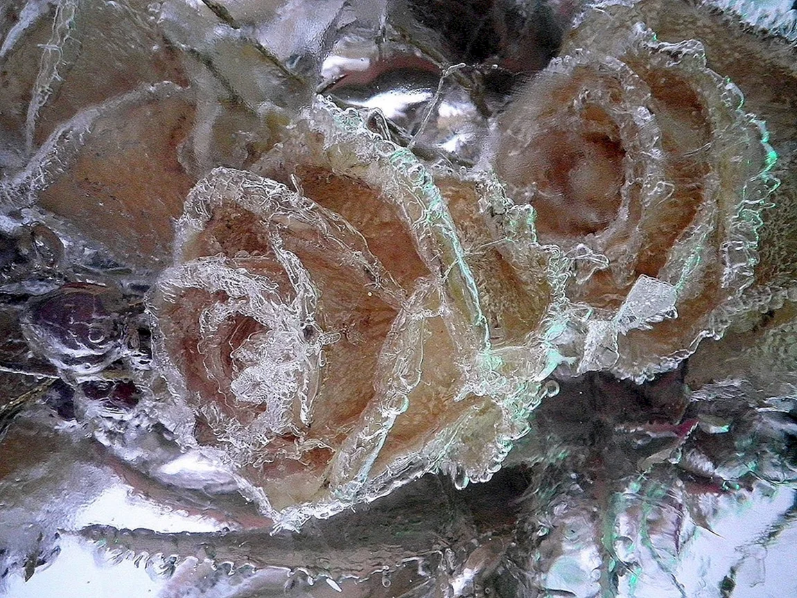 Замороженная роза