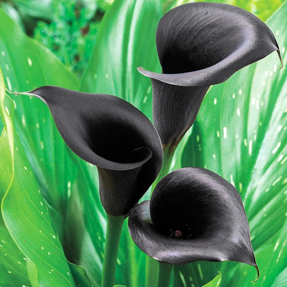 Zantedeschia Odessa Калла