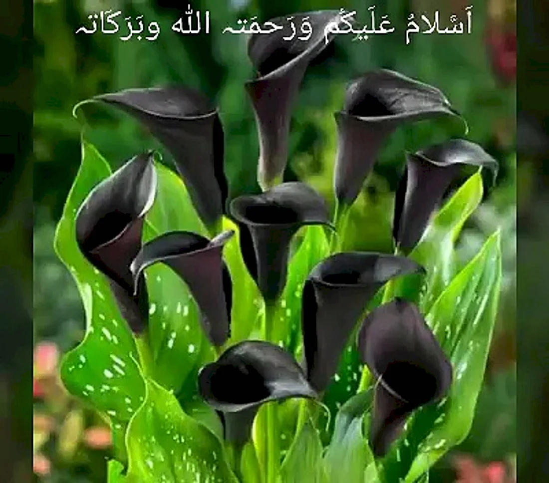 Zantedeschia Odessa Калла