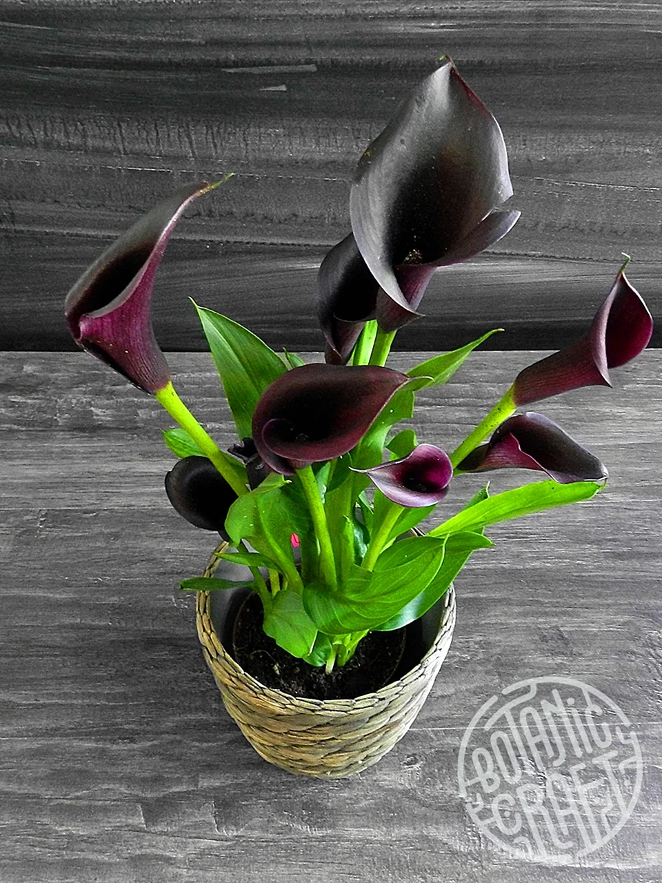 Zantedeschia Odessa Калла