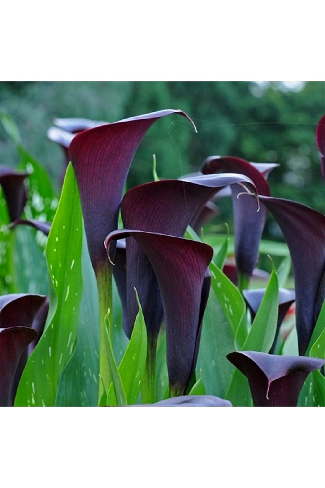 Zantedeschia Odessa Калла