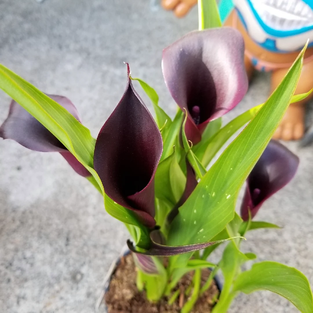 Zantedeschia Odessa Калла