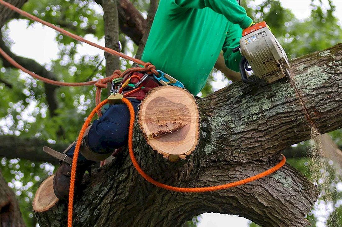 A man Cutting down a Tree