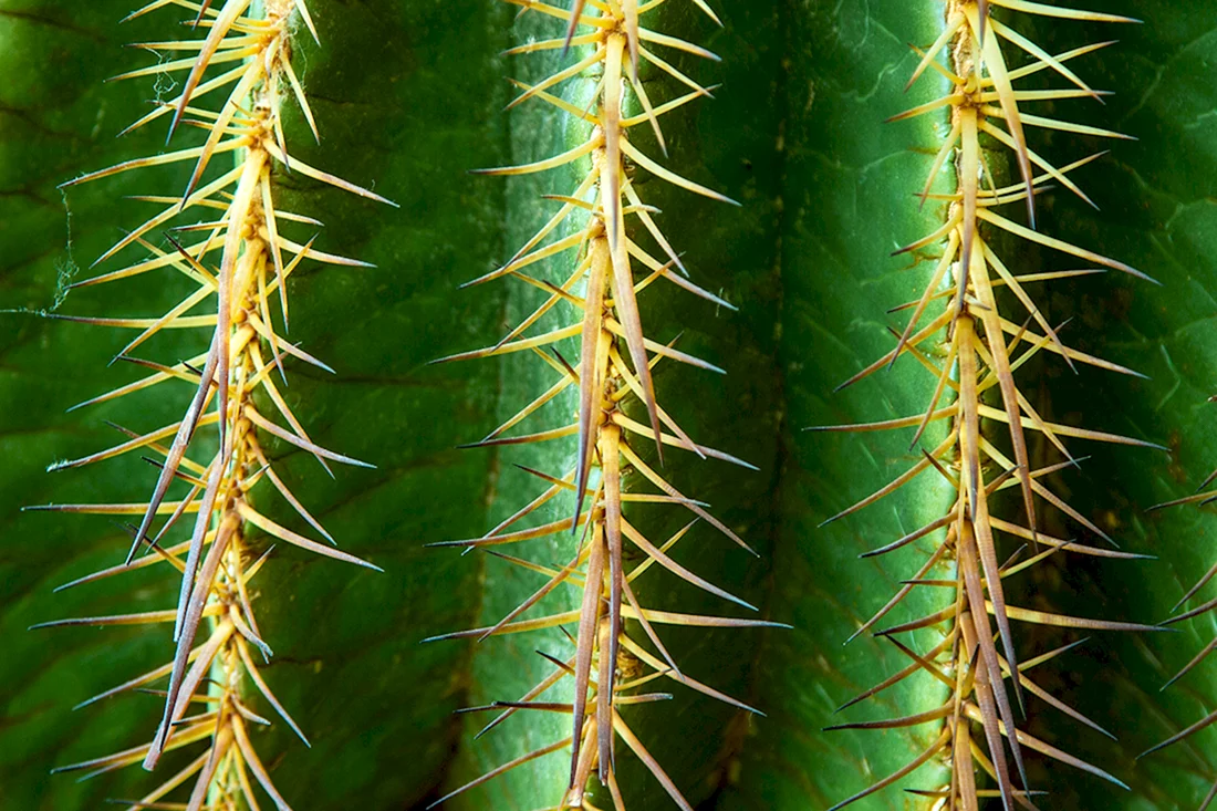 Acanthocereus tetragonus