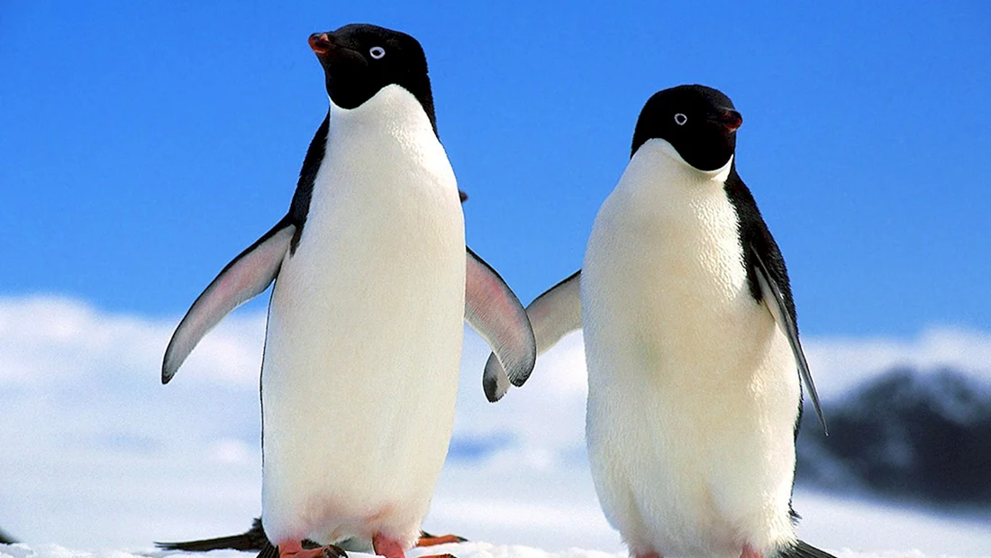 Adelie Penguin