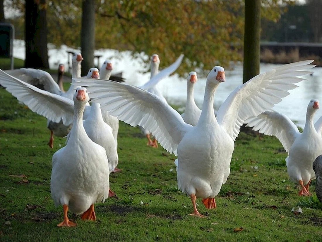 Адлерский Гусь