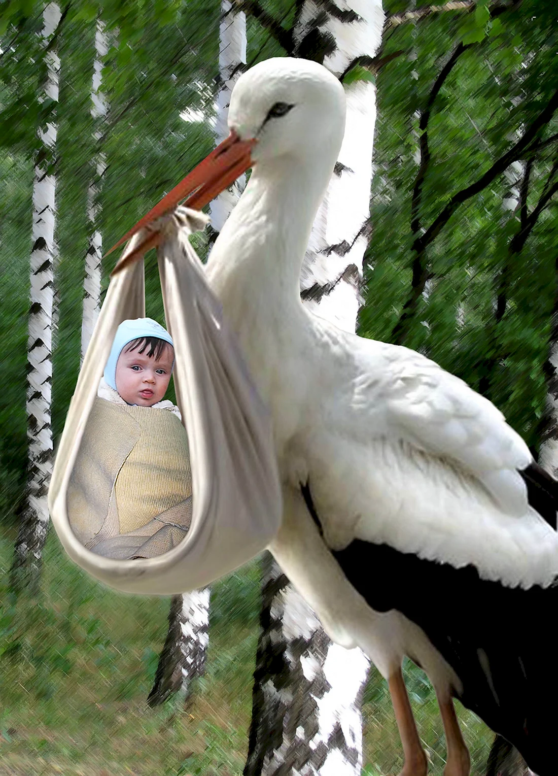 Аист