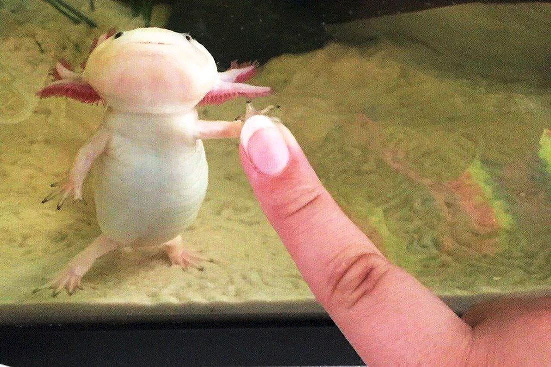 Аксолотль