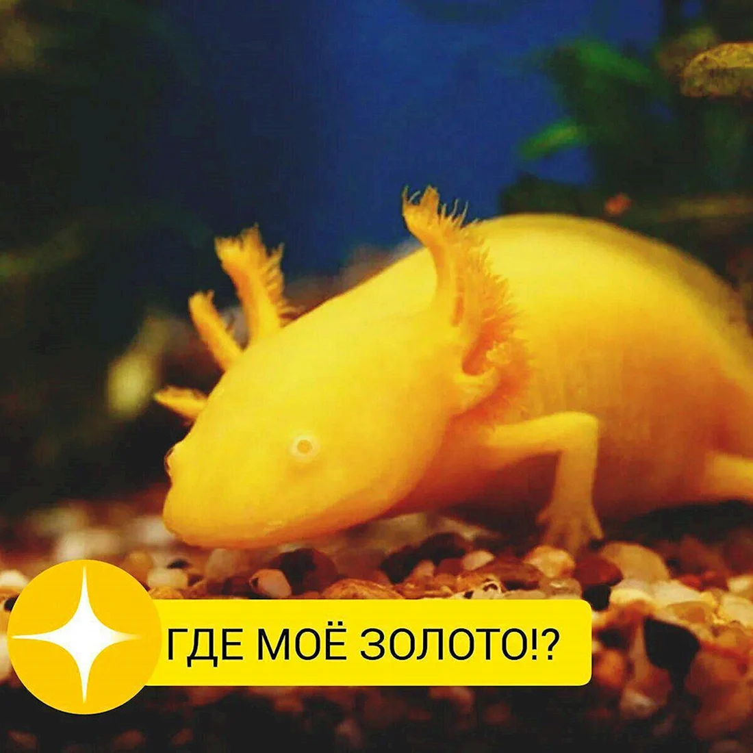Аксолотль золотой