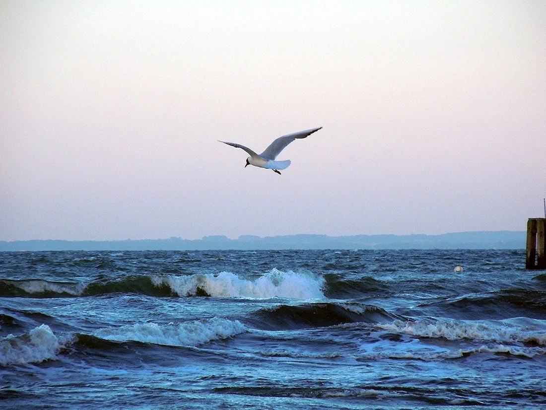 Альбатрос Балтийское море