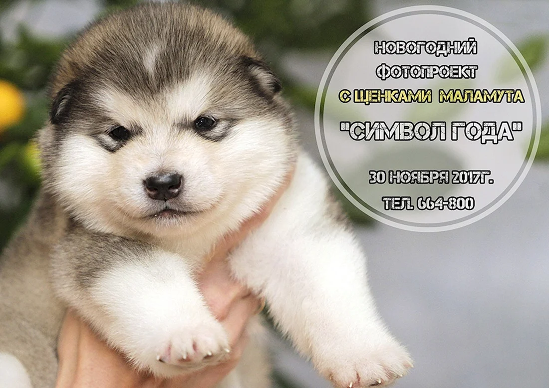 Аляскинский маламут