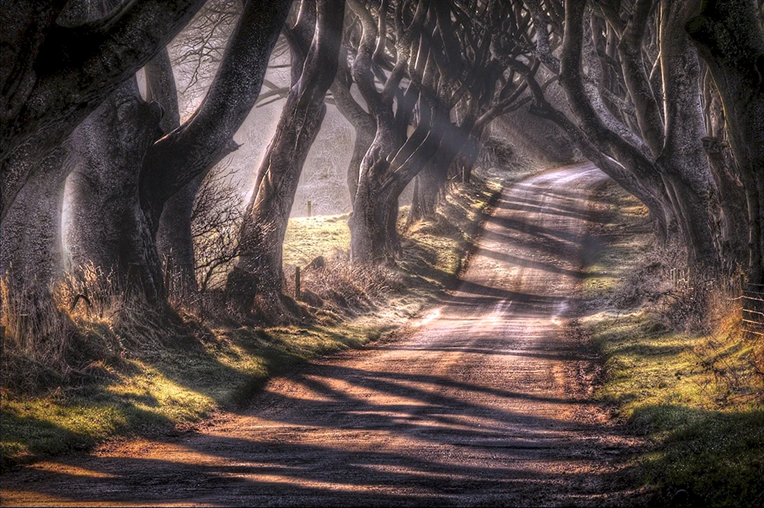 Аллея дарк Хеджес