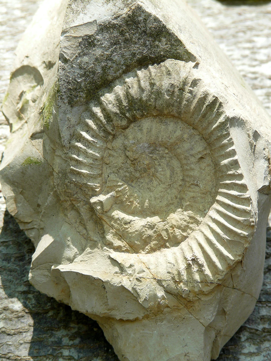Ammonit Stone
