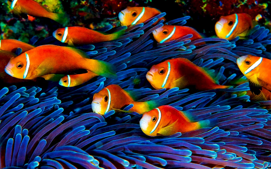 Amphiprion nigripes