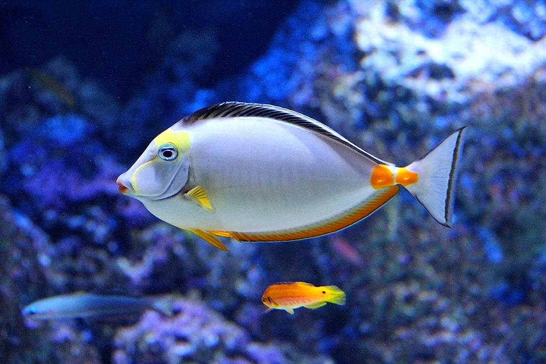 Ангел Императорский ювенильный м Pomacanthus Imperator j