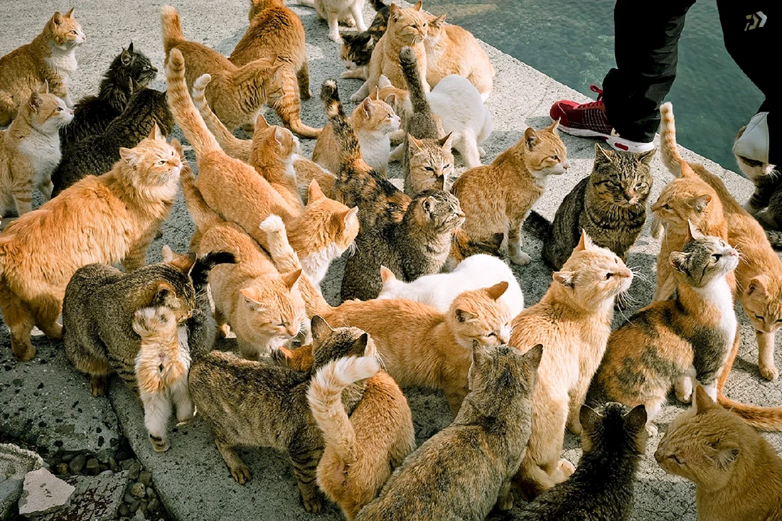 Аосима кошачий остров
