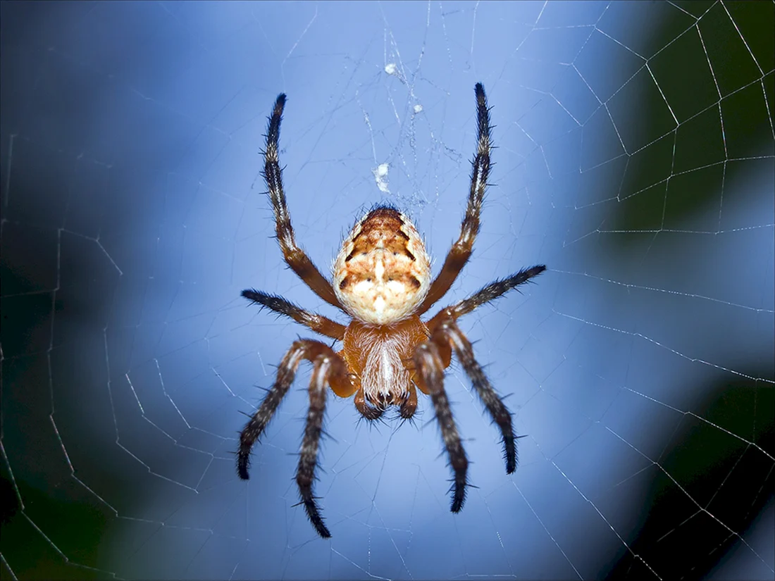 Araneus diadematus - крестовик