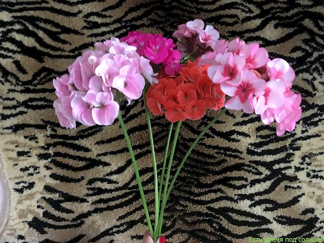 Aristar Bouquet пеларгония