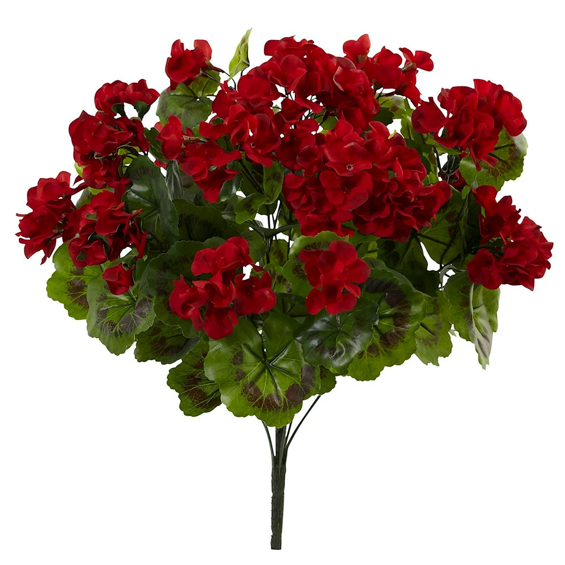 Aristar Bouquet пеларгония
