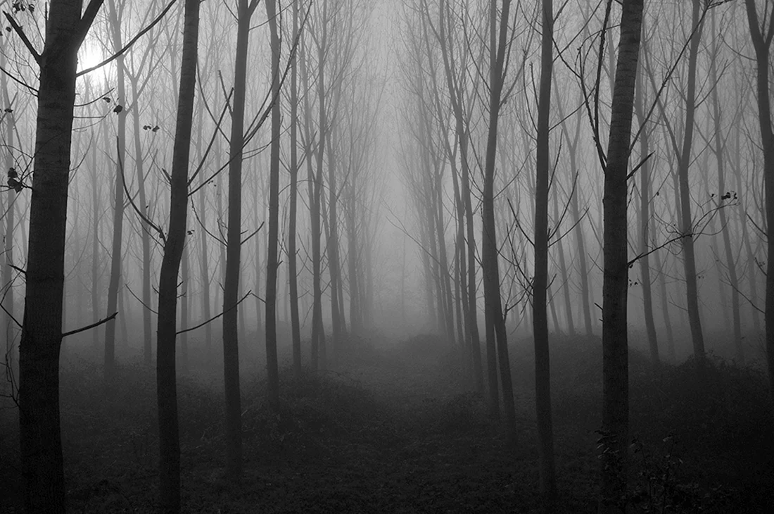 Atmospheric Black Metal лес