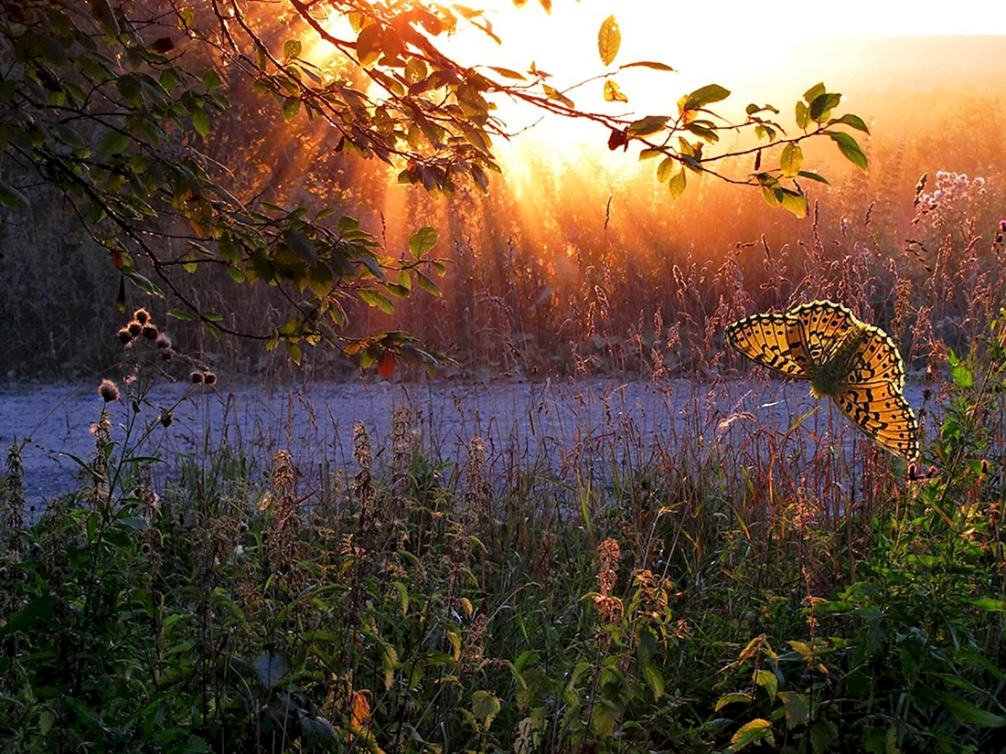 Август пейзаж