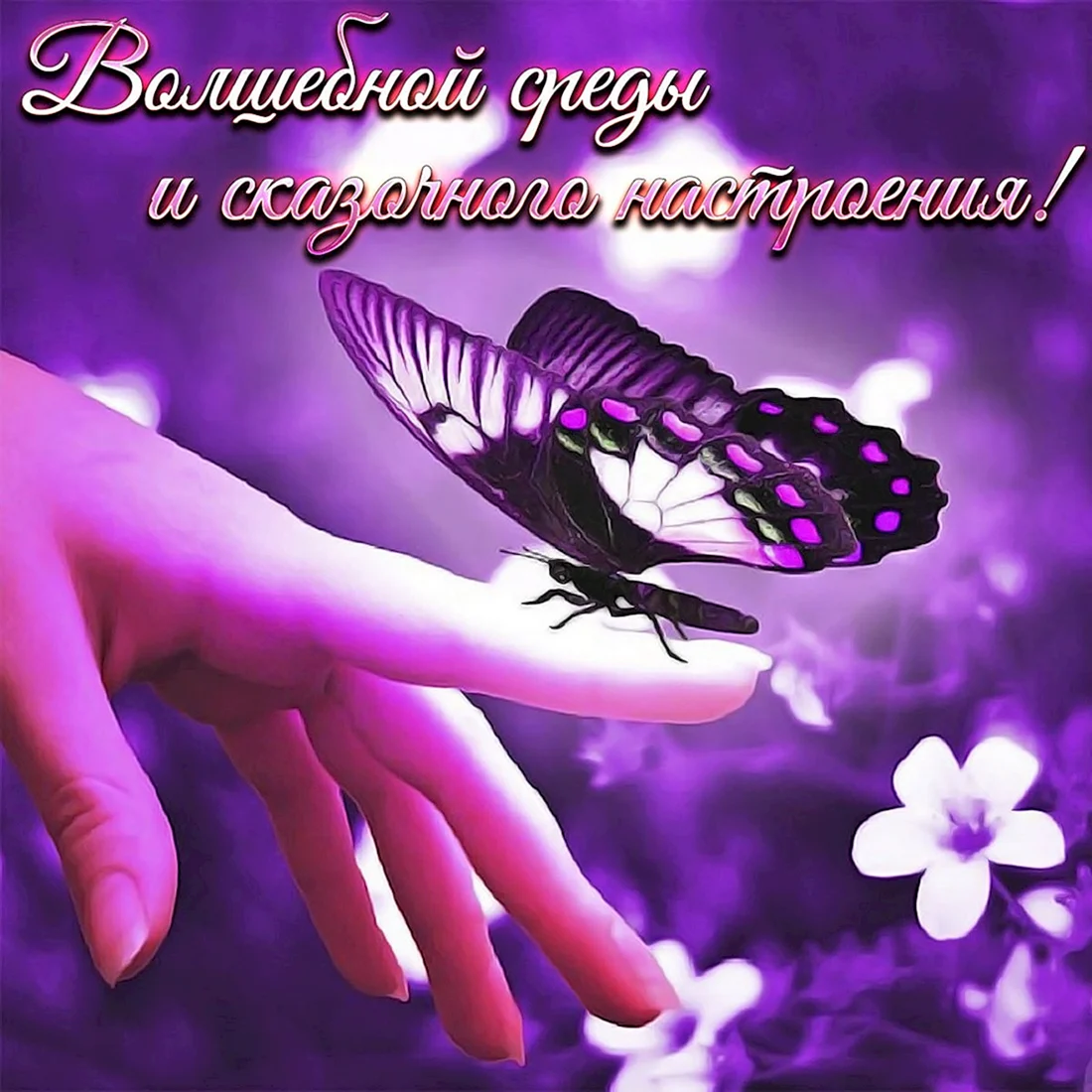 Бабочки