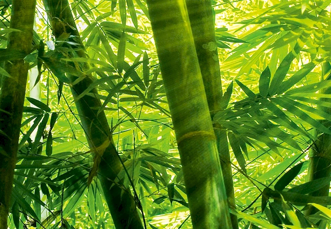 Бамбук arundinacea
