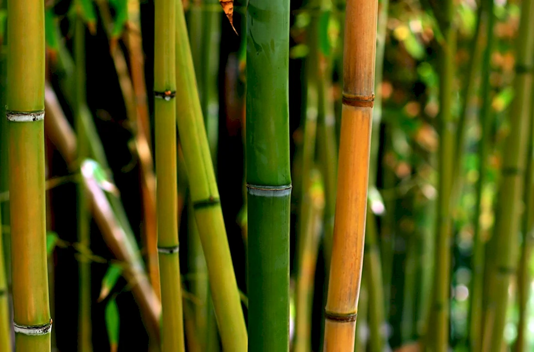 Bambusa Phyllostachys nigra