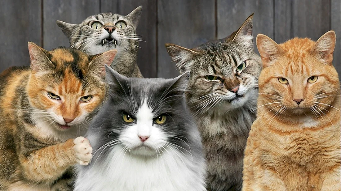 Банда кошек