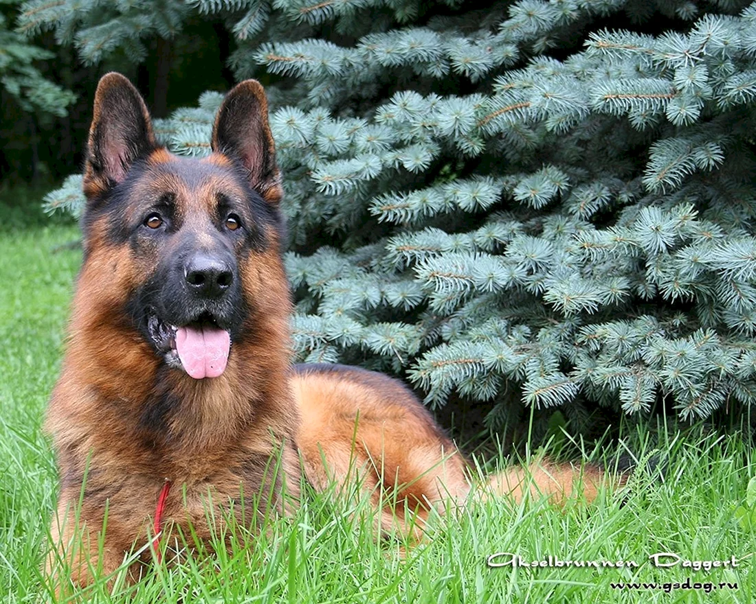 Баварская овчарка Shepherd