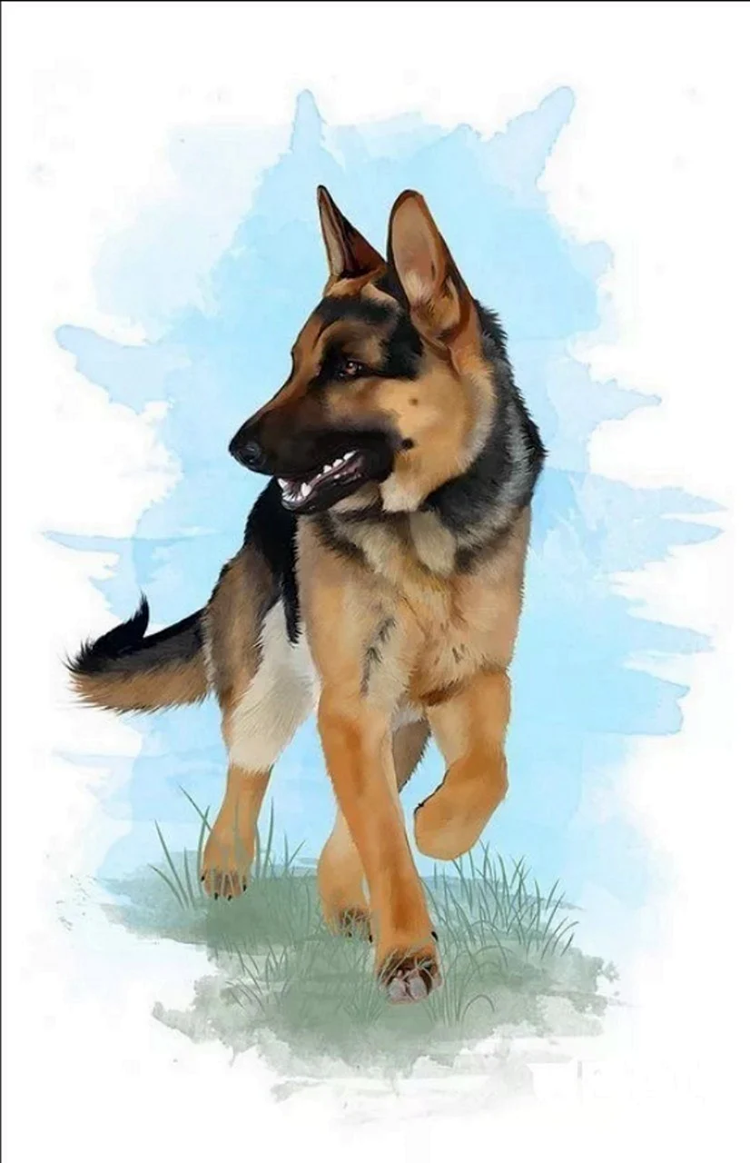 Баварская овчарка Shepherd