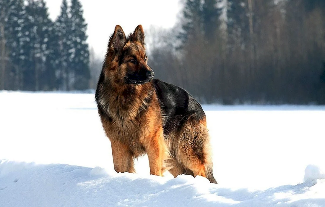 Баварская овчарка Shepherd