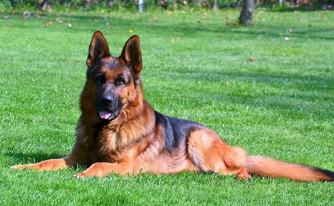 Баварская овчарка Shepherd