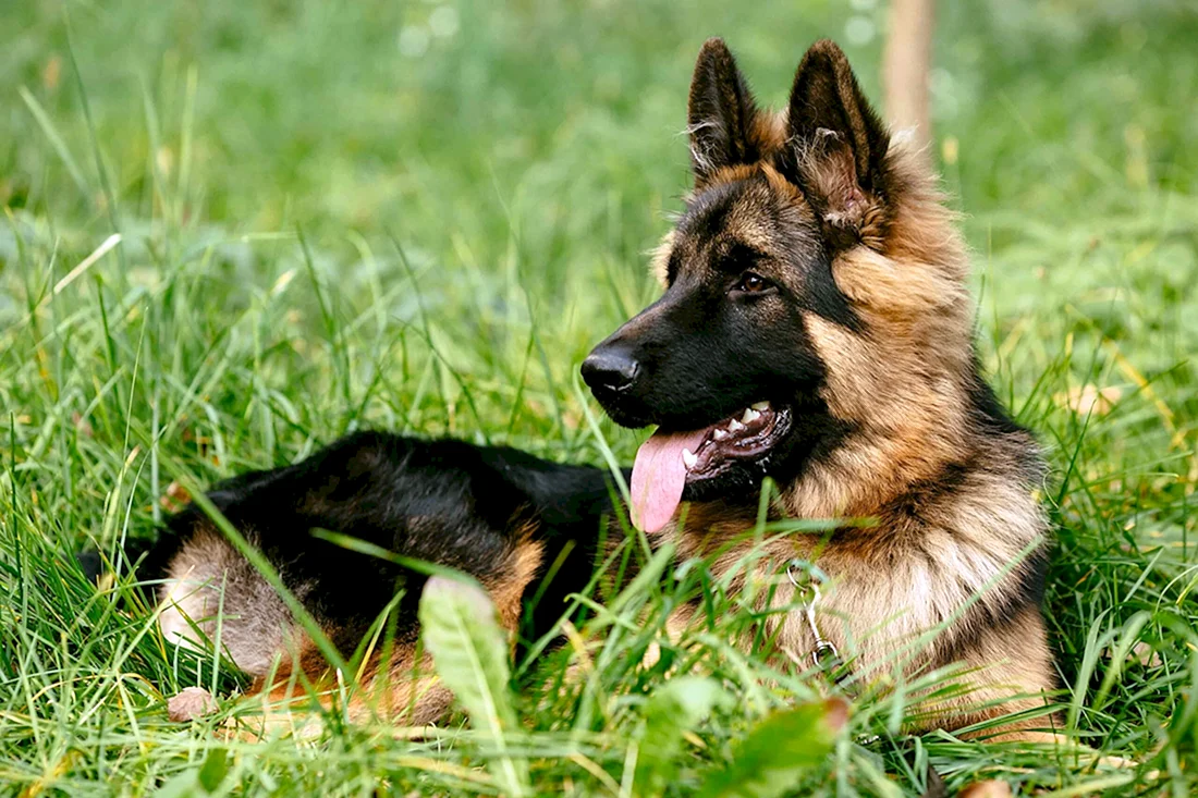 Баварская овчарка Shepherd