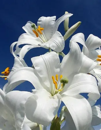 Белая Лилия Lilium candidum