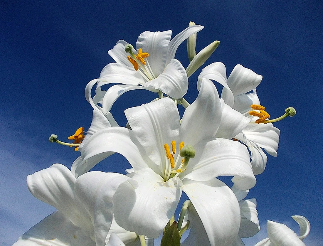 Белая Лилия Lilium candidum