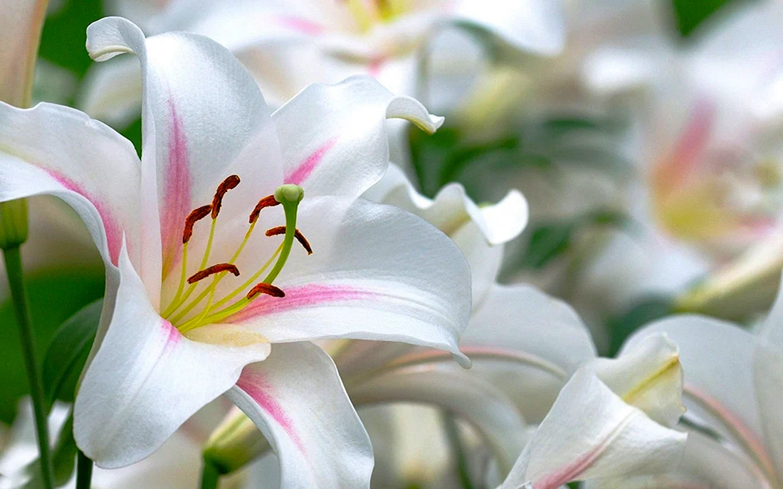 Белая Лилия Lilium candidum