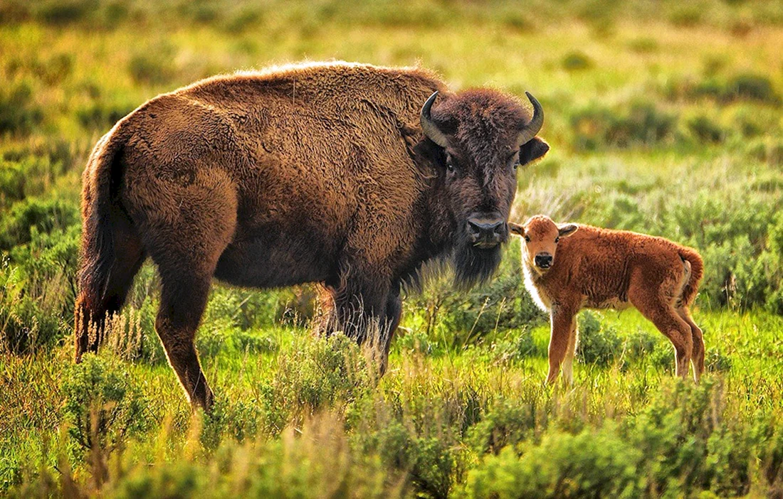 Беловежская пуща зубры