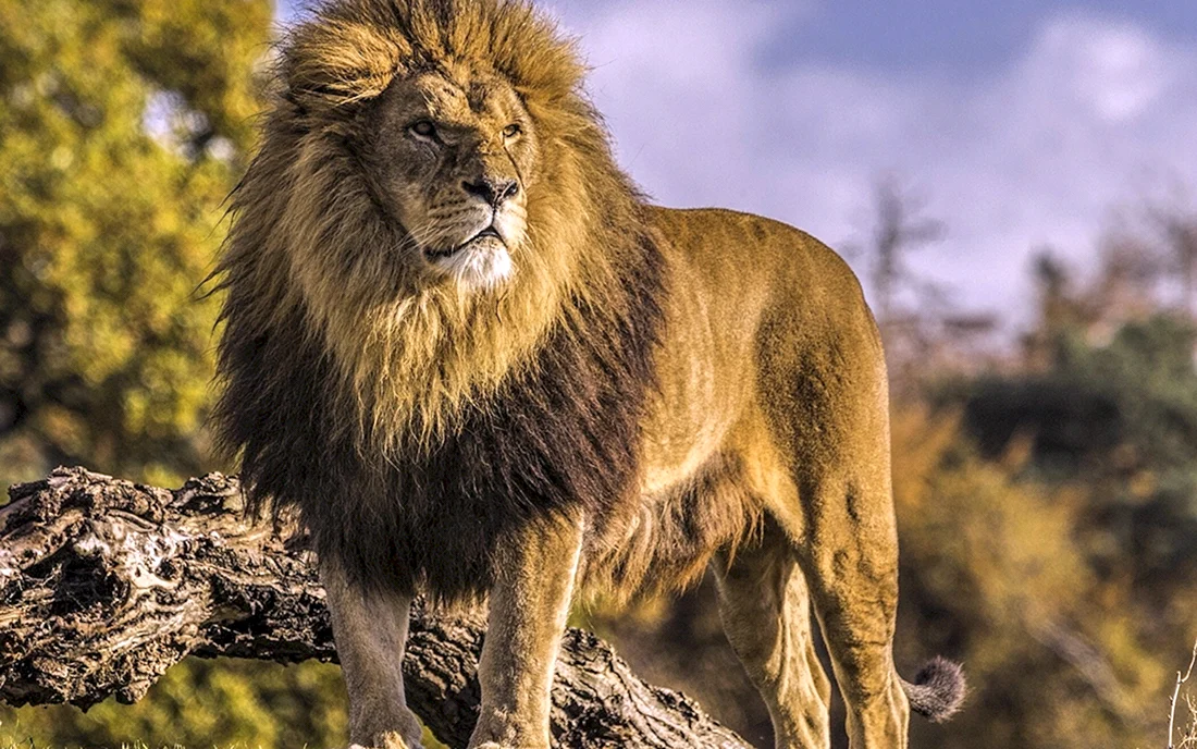 Берберийский Лев