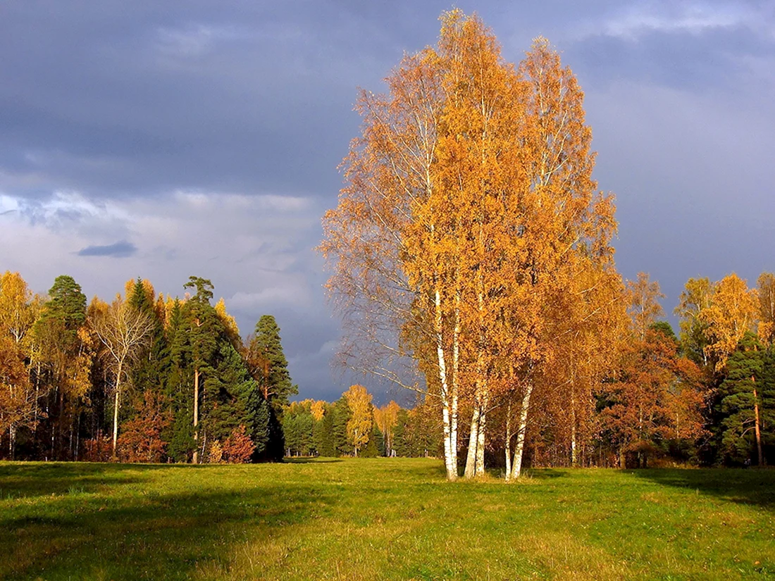 Береза осенью