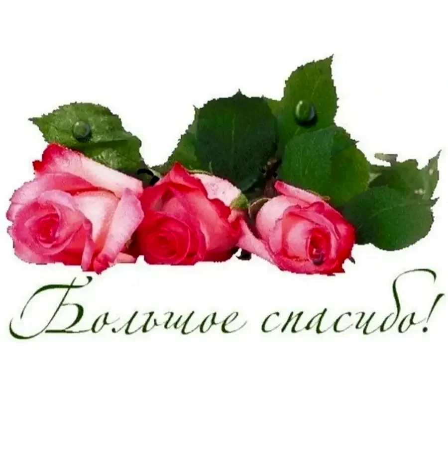 Благодарю розы