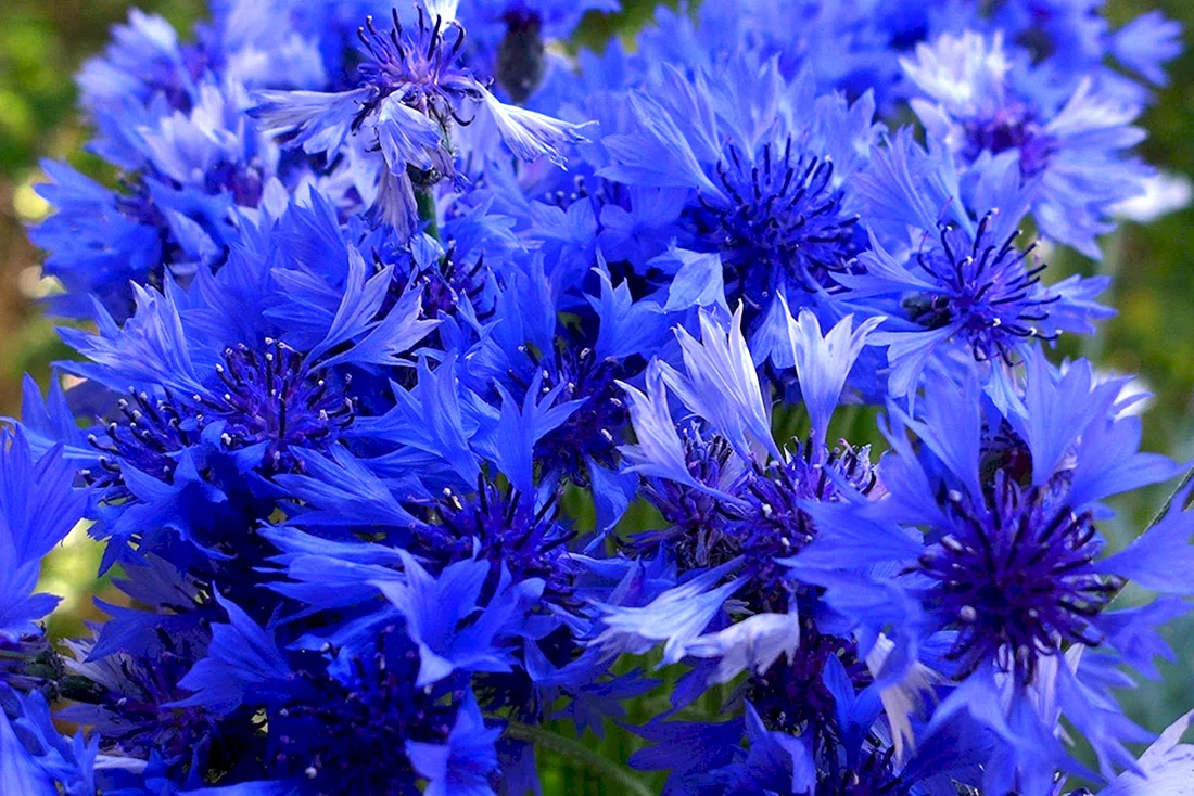 Blue Diadem Василек