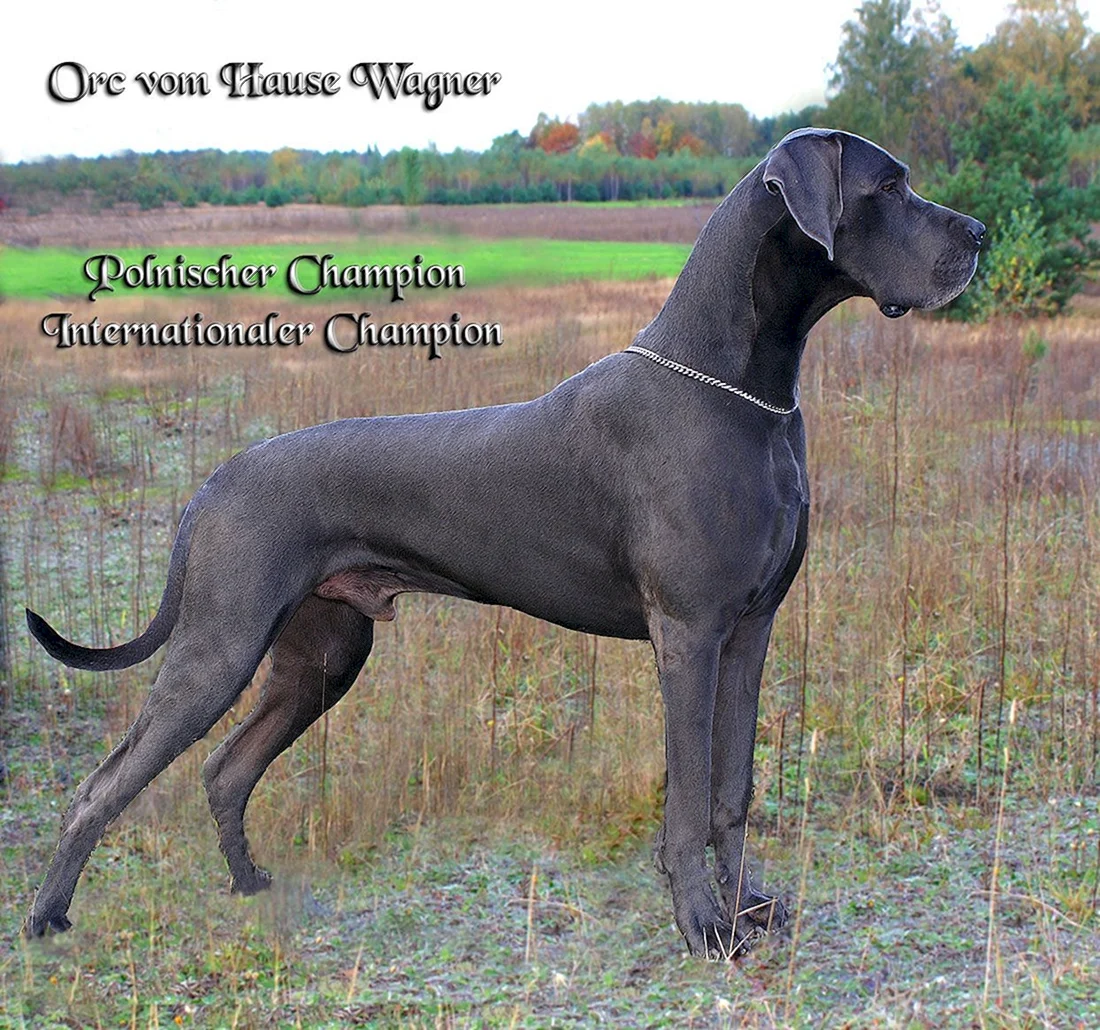 Blue great Dane порода