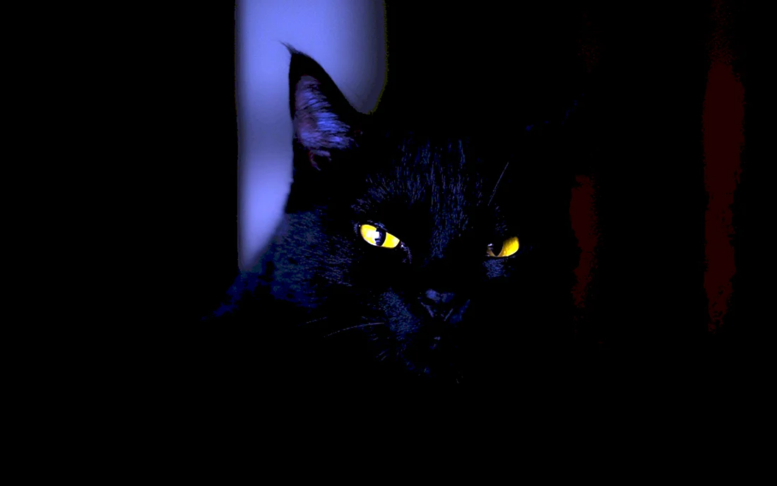Бомбейская кошка