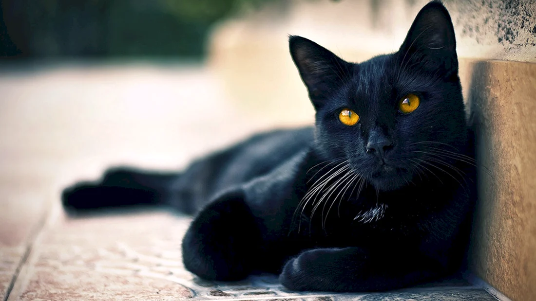 Бомбейская кошка