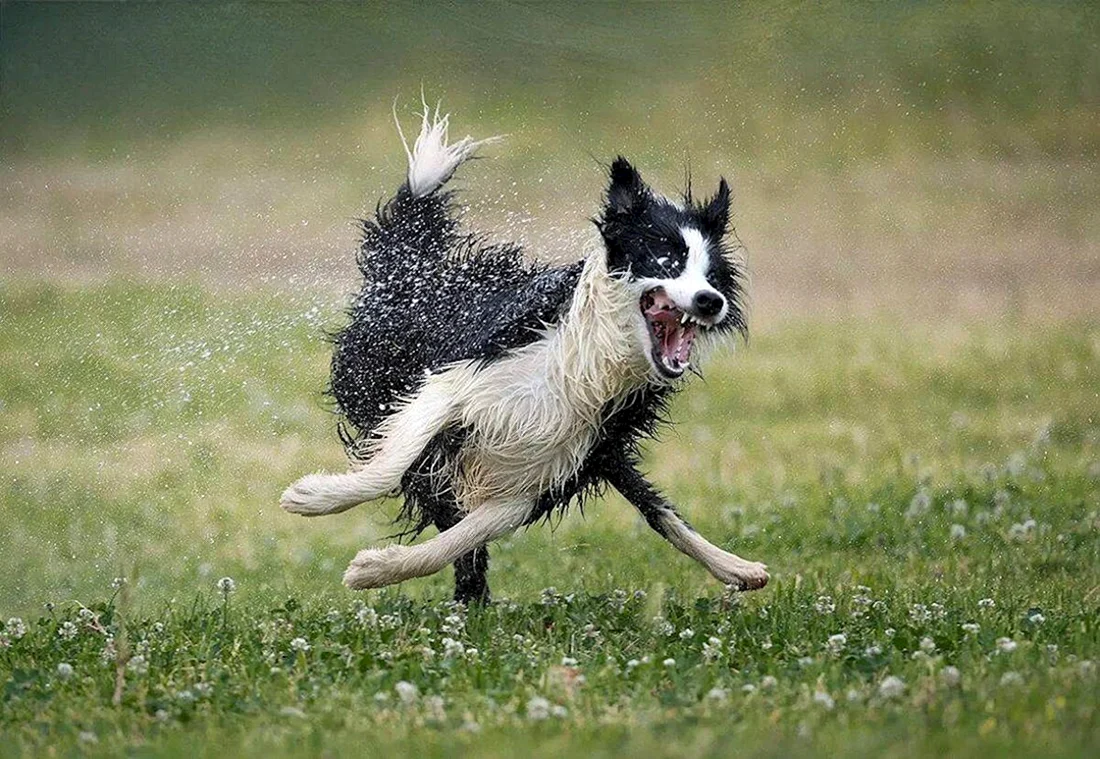 Бордер-колли